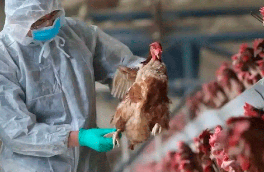 Nueva Esparta mantiene monitoreo ante la presencia de gripe aviar AH5N1 en Venezuela