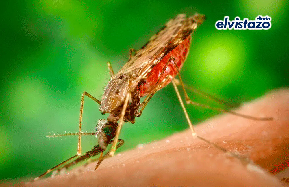 Reportan 89 casos de malaria en el estado Amazonas