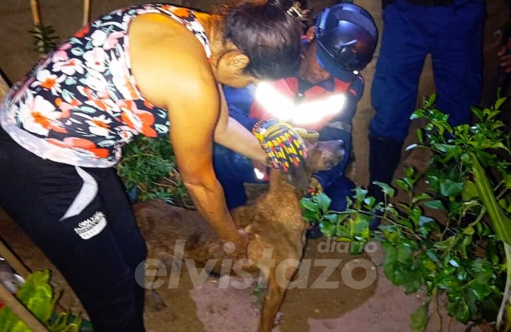 Av. Jesús Subero: Un perro atrapado entre dos paredones fue rescatado por los Bomberos de Anzoátegui