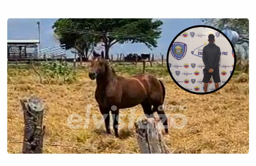 Caballo muere de forma cruel en Anzoátegui y los propietarios exigen justicia