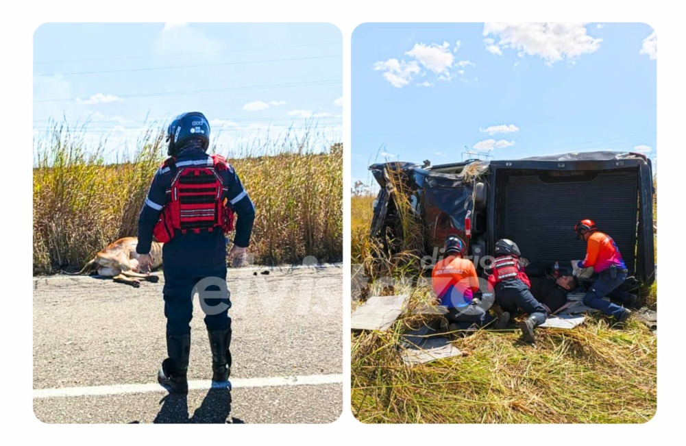 Silverado colisionó contra una vaca en la carretera El Tigre – Pariaguán dejando una niña y un adulto lesionados